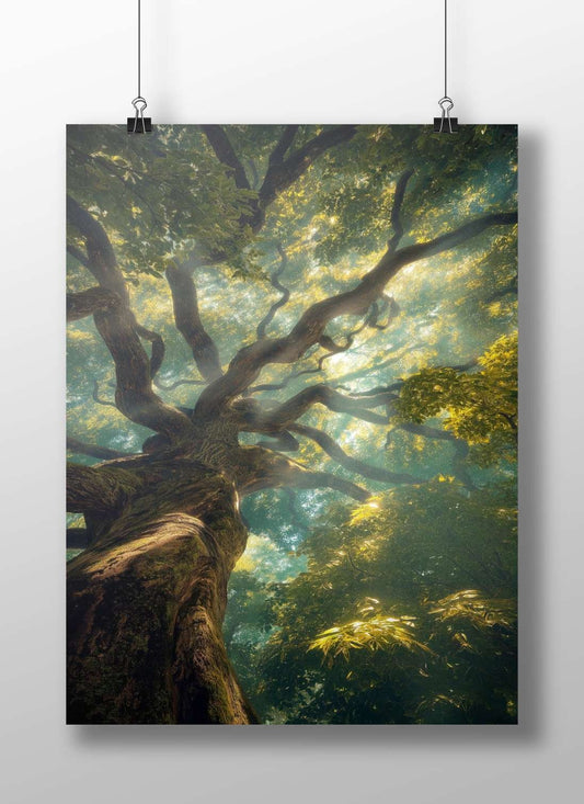 Ancient Tree Main Subject: Ancient Tree Matte BoizzBoard rigid print — Art wall art India | PosterBoizz