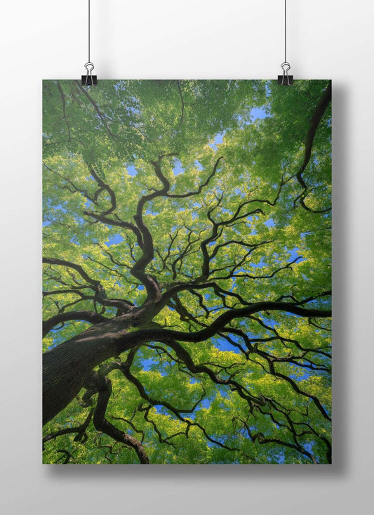 Modern Digital Photography Matte BoizzBoard rigid print — Art wall art India | PosterBoizz